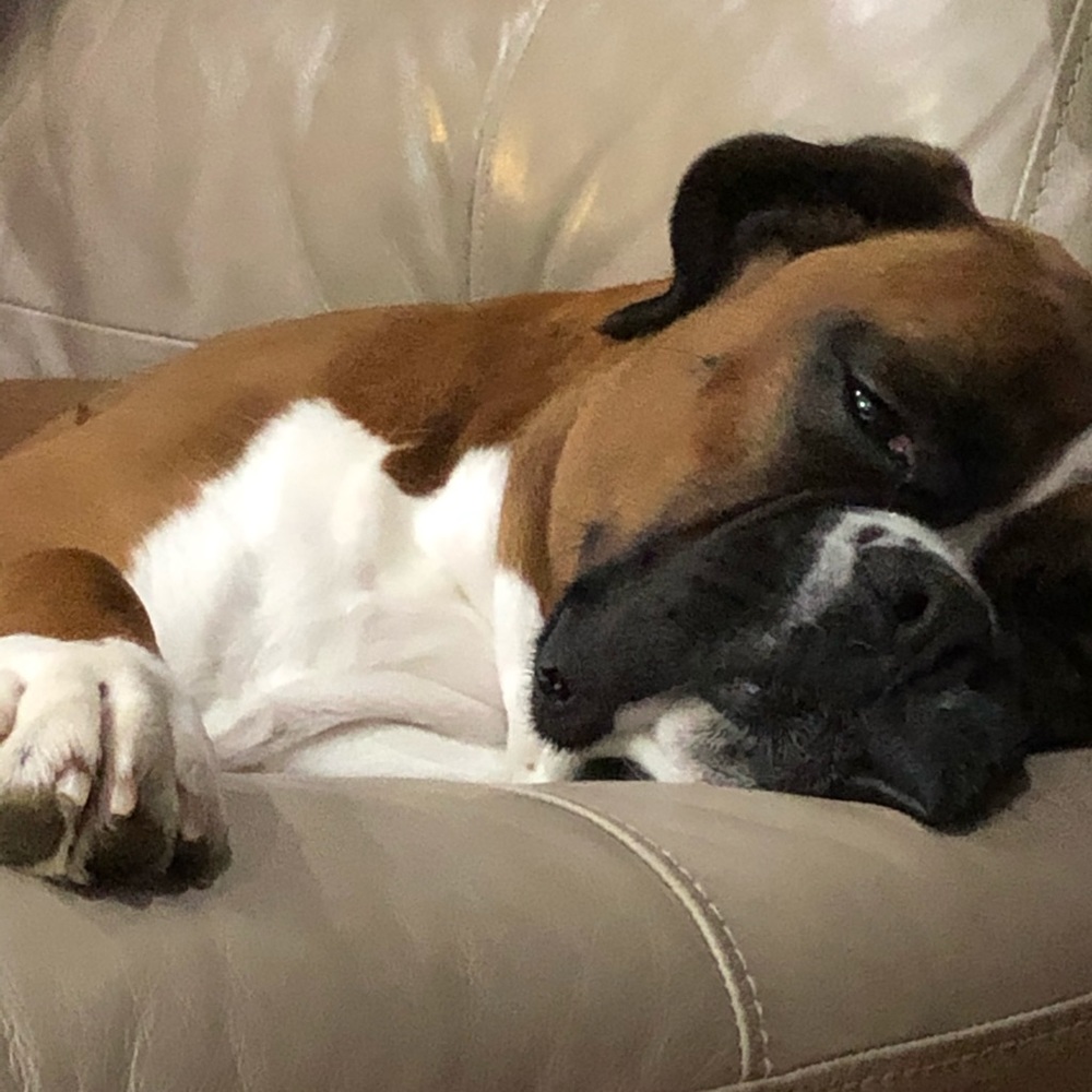 Meet your Posher, Hong